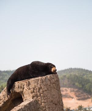 睡觉的马来熊