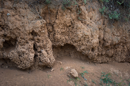 野生土蜂窝