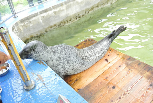 海豹