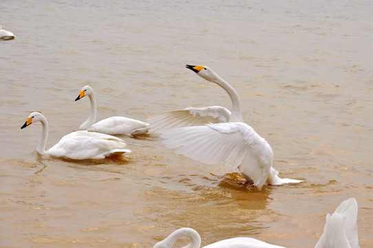 黄河湿地公园大天鹅