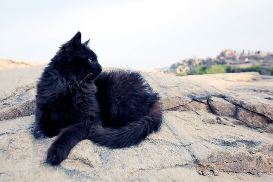 泰山小黑猫