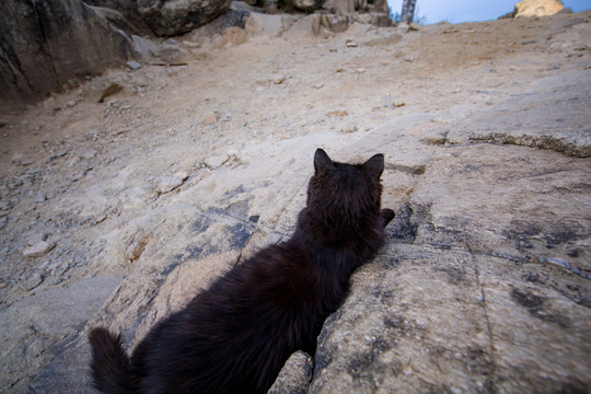 泰山小黑猫 泰山 小黑猫 山东