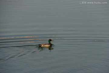 野鸭