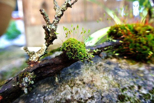 苔癣特写