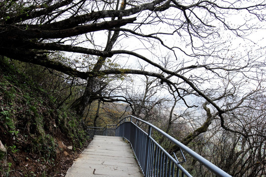 山间小路