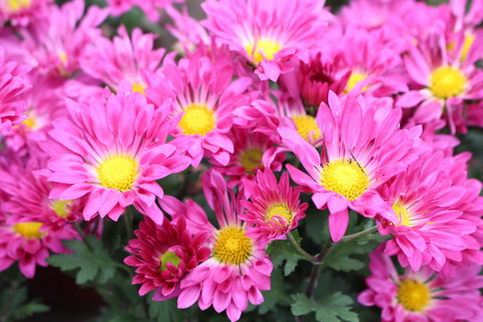 菊花