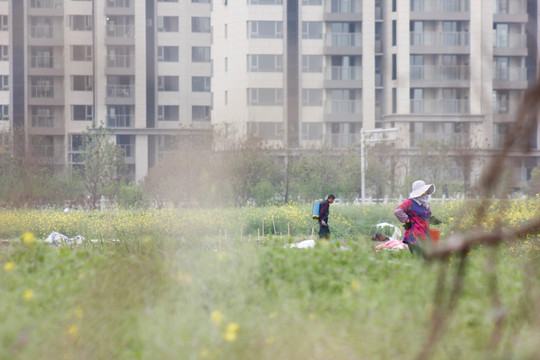 城市化的背影