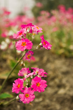 玫红色野花