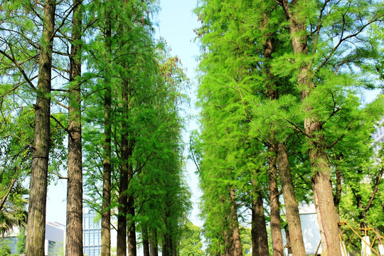 池杉树