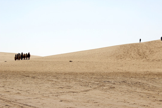 银川沙湖里的骆驼