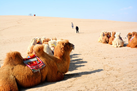 银川沙湖里的骆驼