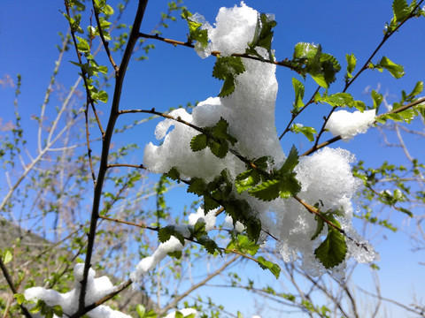 春雪 榆树