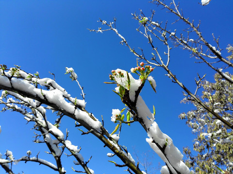 春雪 桃花