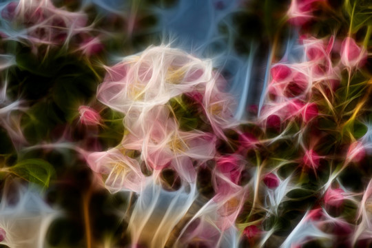 海棠花抽象画