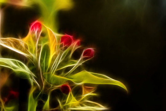 海棠花蕾抽象画