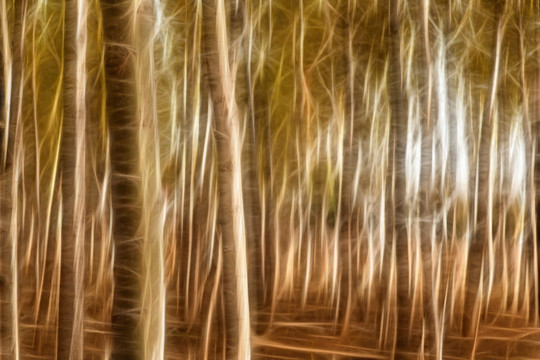 杨树林抽象画