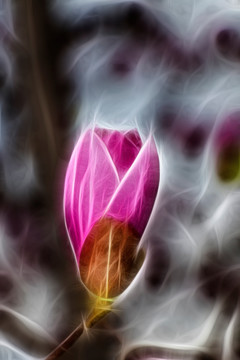紫玉兰花抽象画