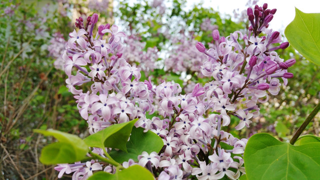 春天盛开的紫丁香花