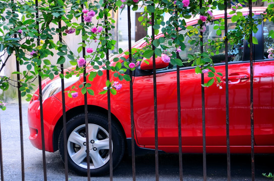蔷薇花墙下的红色私家车