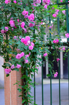 铁栅栏与蔷薇