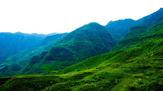 青山  山野