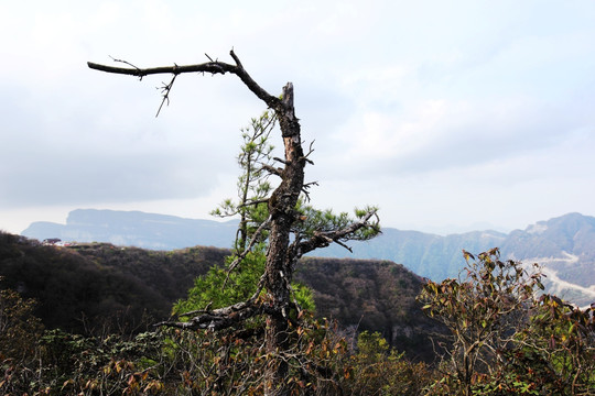 高山