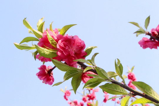 桃花