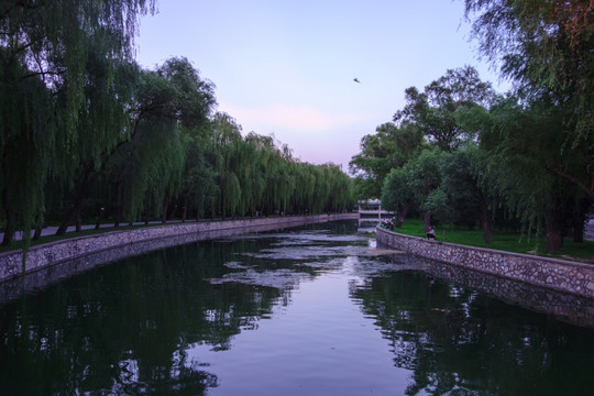 北京颐和园京密引水渠柳树