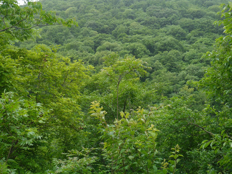 山