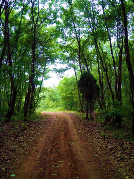 森林里 有条公路