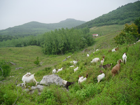 养羊基地