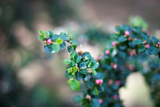 蜜蜂 植物 花