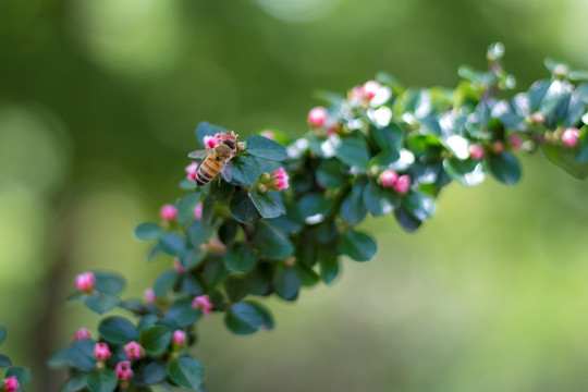 蜜蜂 植物 花