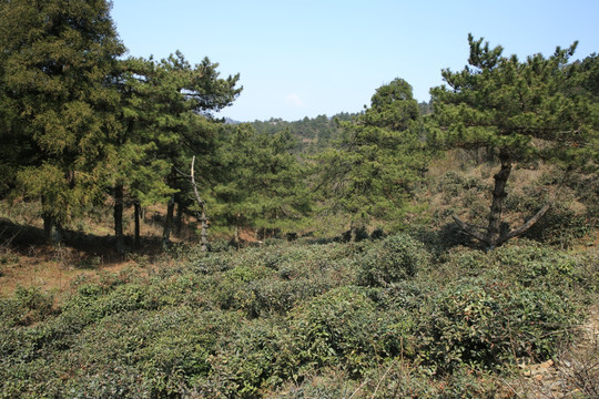 太平山风光