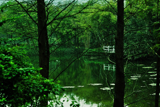雨前山中池塘浓绿树木倒影