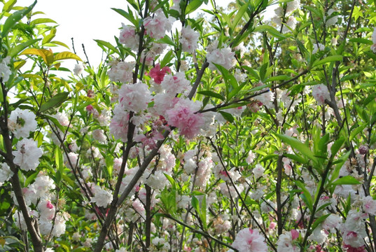 春天的花朵