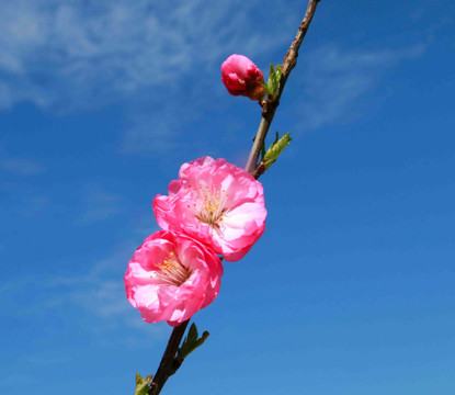 梅花
