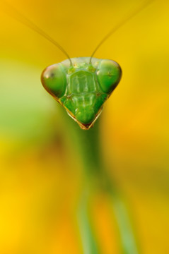 一只螳螂