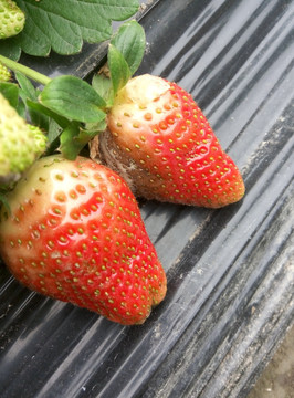 草莓果实采摘新鲜
