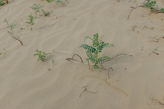 沙漠植被