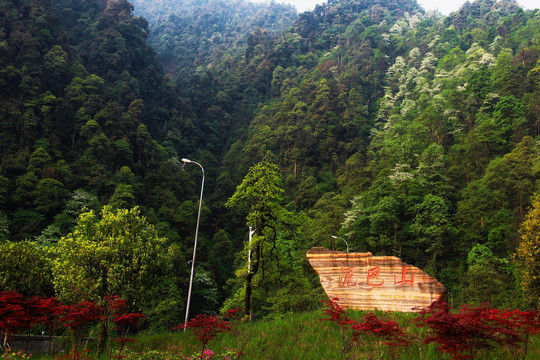 泥巴山 原始森林