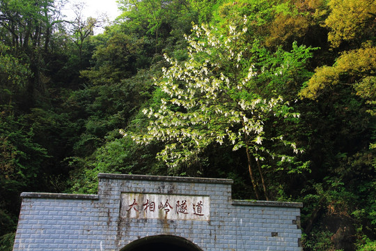 鸽子花 大相岭隧道