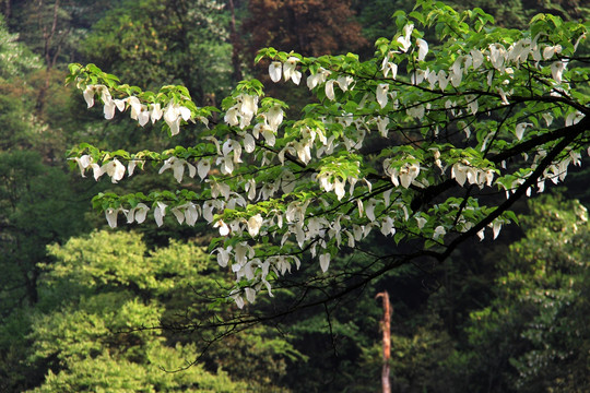 鸽子花