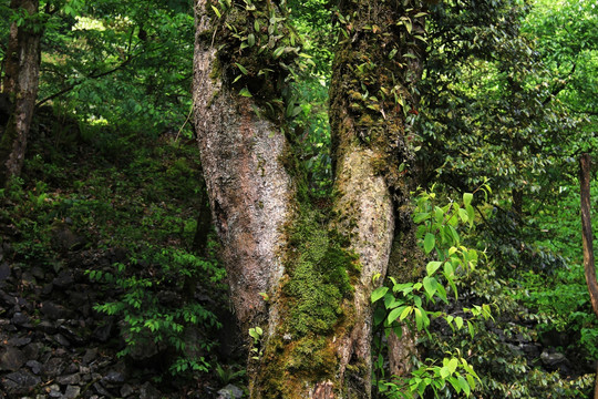 原始森林 树丫