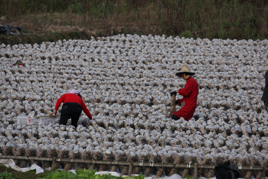 食用菌种植