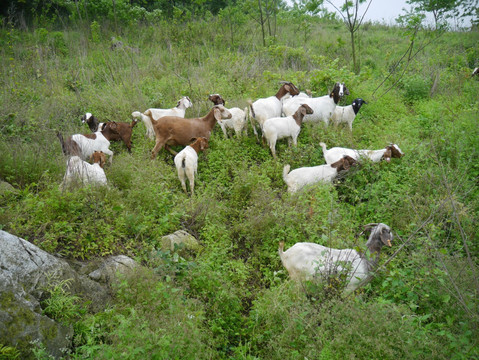 山羊养殖基地