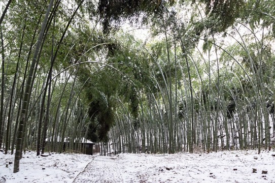 冰雪森林