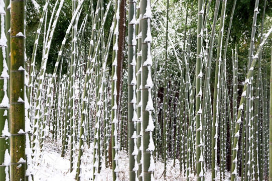 冰雪森林