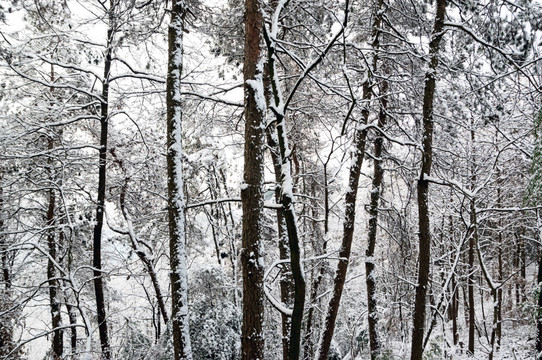 冰雪森林