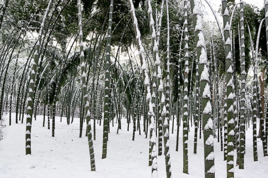 冰雪竹林